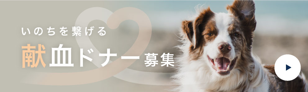 いのちを繋げる献血ドナー募集