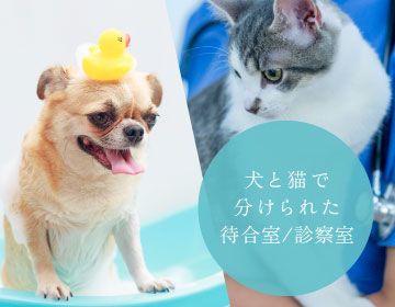 犬と猫で分けられた待合室/診察室